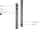 HP OmniBook X Flip 2-in-1 NGAI 16-cc0094ng, Ryzen AI 9 465, 32GB RAM, 1TB SSD
